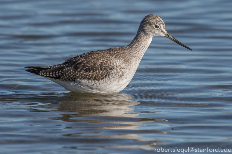 shoreline park